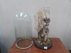 Taxidermy - a late 19th century owl under glass dome, in good condition.