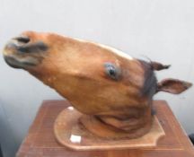 Taxidermy - a good example of a horse head purported to have belonged to a Captain in the first