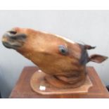 Taxidermy - a good example of a horse head purported to have belonged to a Captain in the first