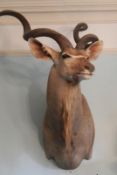 Taxidermy - A large kudu head.