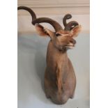 Taxidermy - A large kudu head.