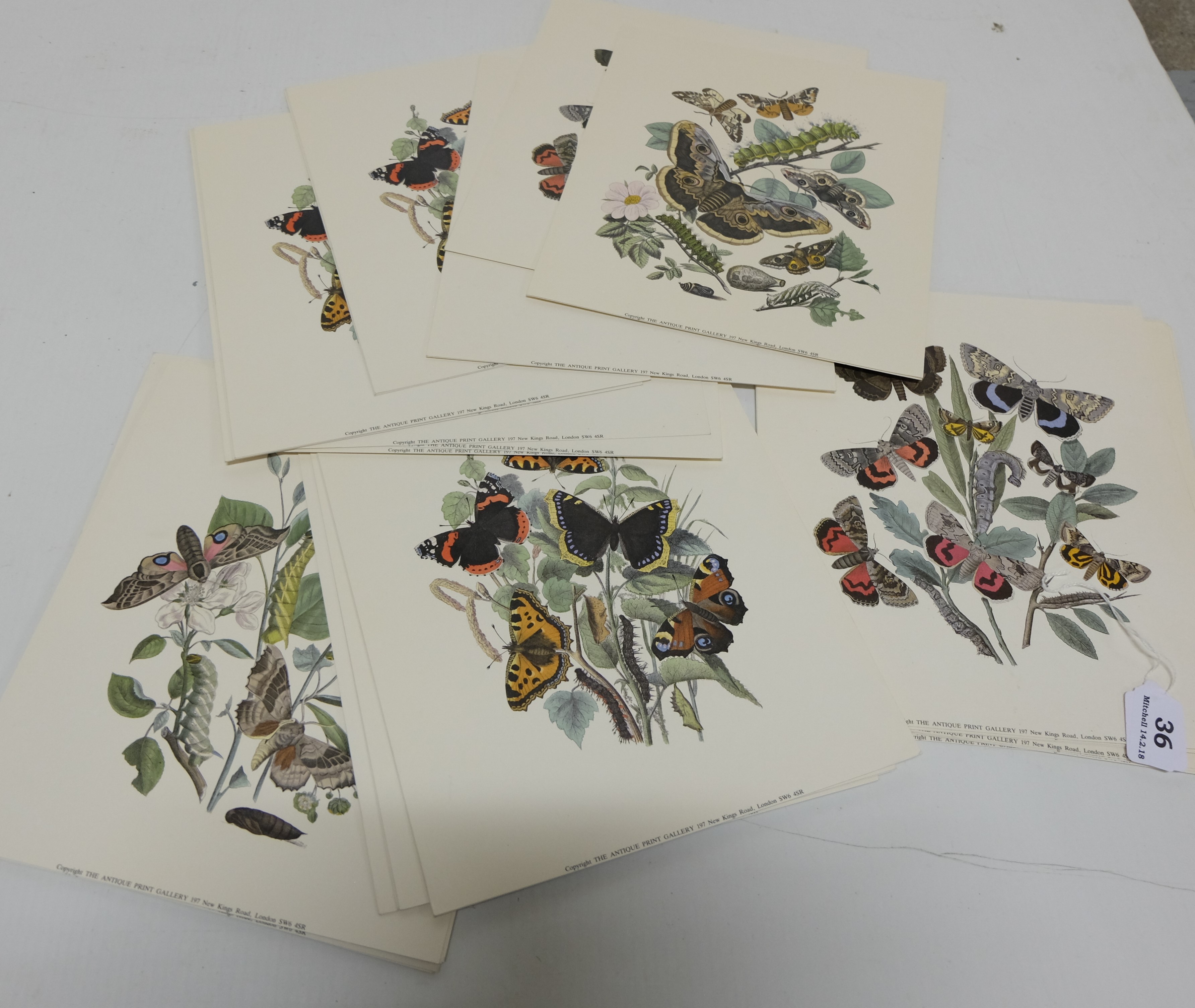 Group of Butterfly Prints by the “Antique Print Gallery, London”