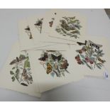 Group of Butterfly Prints by the “Antique Print Gallery, London”