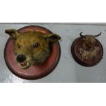Stuffed and mounted Foxes Head (1869) & a copper bulls head, mounted (2)