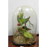 Pair of parrots, stuffed (some damage), in a glass dome, 20”h