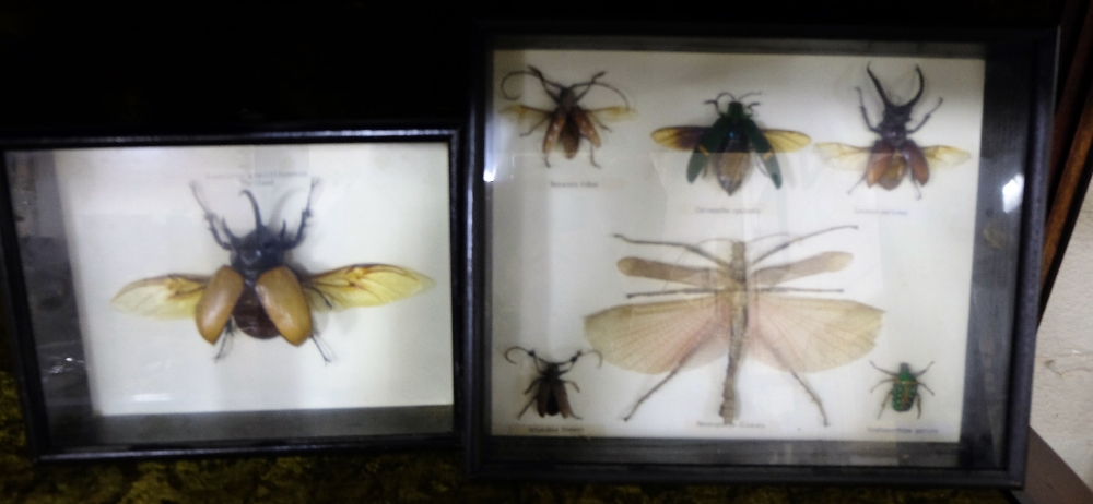 12 framed insect collages (some oak frames) - Image 2 of 2