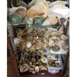 Large collection of interesting seashells, varied sizes and hues (3 shelves)