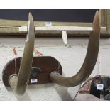 Pair of buffalo horns, mounted on a plinth with crossbar, 15”w x 19”