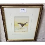 Watercolour - Dipper Bird, by Stephen Ring, Wilts, W13 x H10