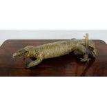 Old Taxidermy – a complete Iguana, 65cm long