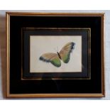Galo Martin Butterfly Gilded Print { 12cm X 18cm }.