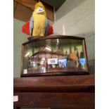 Taxidermy Bream mounted in a glazed case.