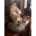 Taxidermy ground hog mounted on a wooden plinth.