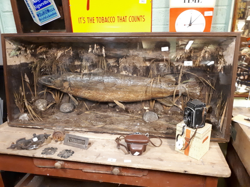 Taxidermy pike mounted in a glazed case, by James Robben Belfast. { 153cm L X 68cm H }.