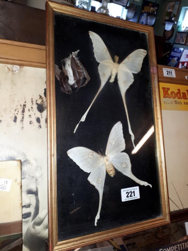 Framed display of moths.