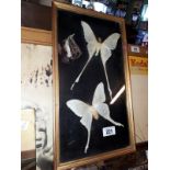Framed display of moths.