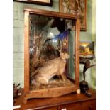 19th. C. taxidermy hare mounted in a glazed pine case.