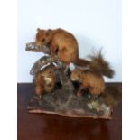 Set of 19th C. taxidermy Red Squirrels.