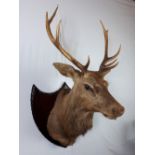 Taxidermy deer's head mounted on a wooden shield.