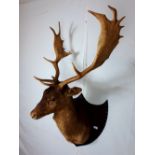 Taxidermy deer's head mounted on a wooden shield.