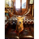 Taxidermy stag's head mounted on a wooden shield.