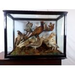 19th. C. taxidermy birds and squirrels mounted in glazed ebonised case.