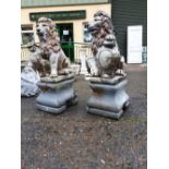 Pair of composition models of seated lions holding shields mounted on composition bases.