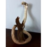 19th C. Taxidermy Mongoose and Cobra.