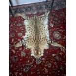 19th C. Leopard skin rug.