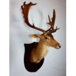 Taxidermy deer's head mounted on a wooden shield.