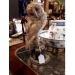 Taxidermy owl.