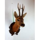 Taxidermy deer's head mounted on a oak plaque.