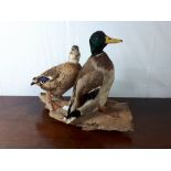 Two 19th C. taxidermy Mallard ducks.