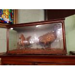 Taxidermy pheasant and squirrel mounted in a glazed case.