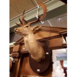 Taxidermy deer's head mounted on a wooden shield.