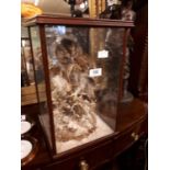 Taxidermy Owl in glazed case.