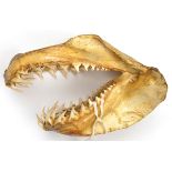 A set of sharks jaws, 13” from front to back, complete with all teeth. GC
