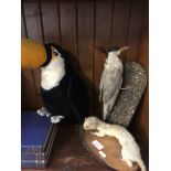 TAXIDERMY BIRD AND FERRET AND SOFT TOUCAN