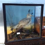 A CASED TAXIDERMY GULL H45CM W48CM D23CM