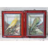 Two taxidermy birds in glass display cases by Bill Cox Liverpool, labelled verso, approx. 21cm x