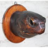 A taxidermy turtle head mounted on oak board, circa 1900, depth 19cm.