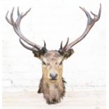 A taxidermy stags head with 18 point antlers, span 96cm.