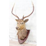 A taxidermy stags head mounted on wooden shield inscribed 'Shot by D.D. 15th Oct. 1892', length