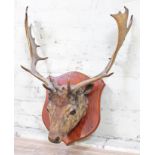 A taxidermy stags head mounted on oak shield, length 70cm.