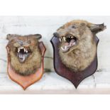 Two taxidermy trophy heads mounted on wooden shields, circa 1900, depth approx. 20cm each.