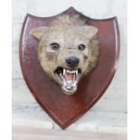 A taxidermy jackal head mounted on wooden shield by Van Ingen Mysore, labelled and impressed