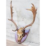 Mounted antlers and part skull on wooden shield, length 72cm.