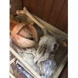 A box containing animal related items and a dried coconut