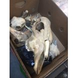 A box of animal skulls