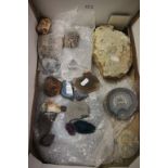 Specimen rock slices, Fossils etc